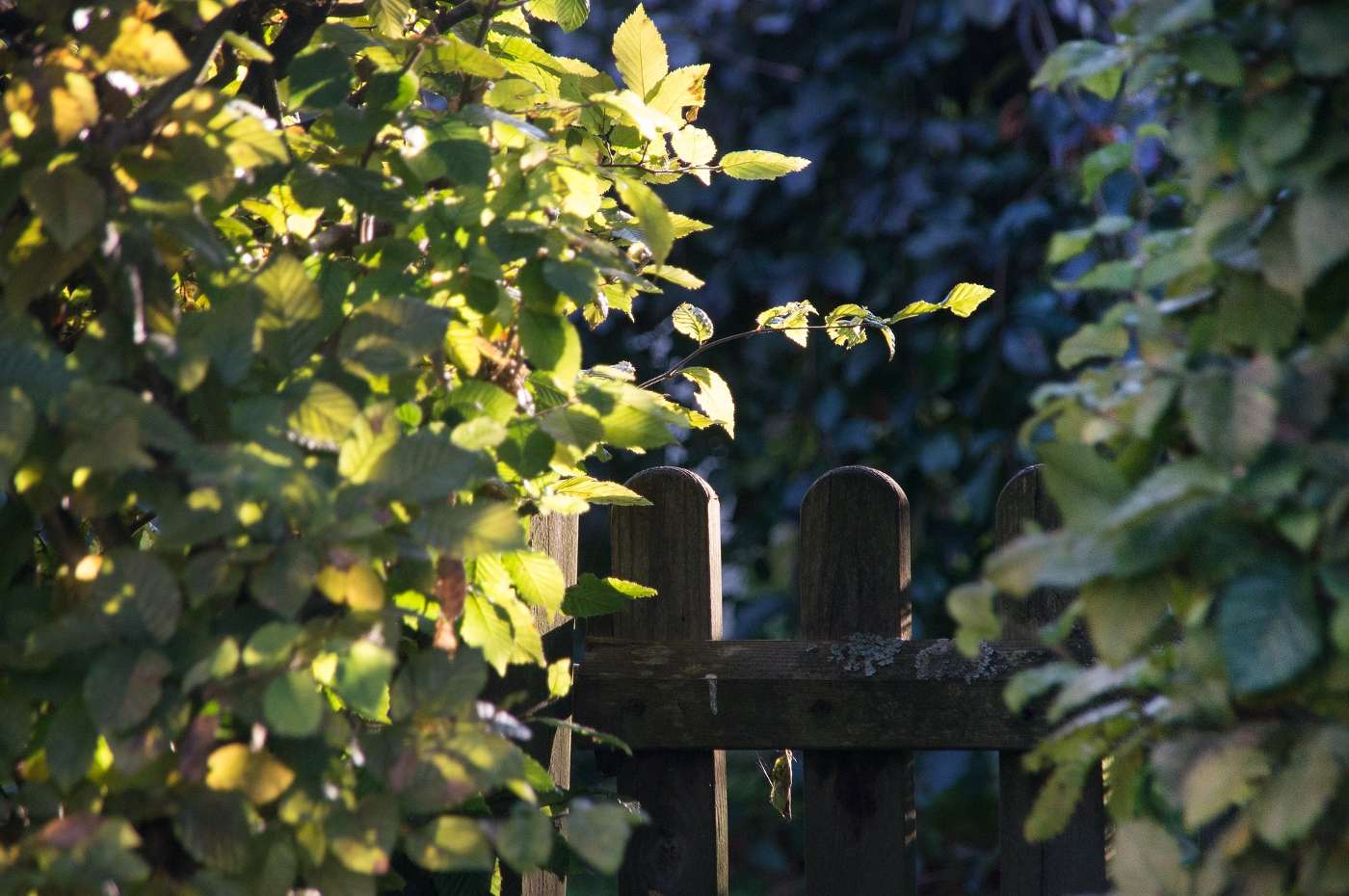 Tall bushes with a gate - How to block noise from neighbors yard 