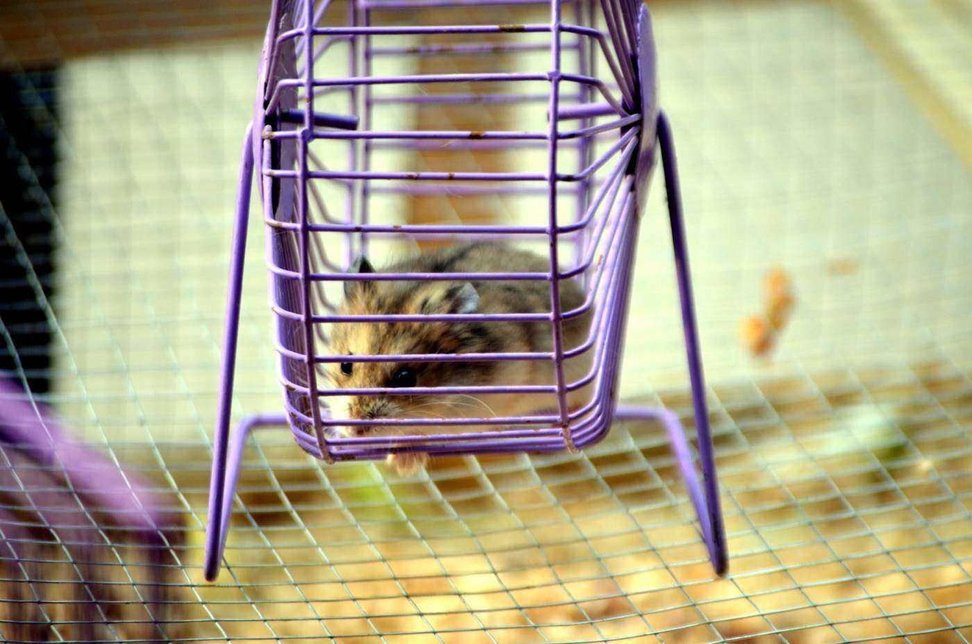 Hamster on wheel